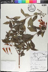 Fuchsia triphylla image