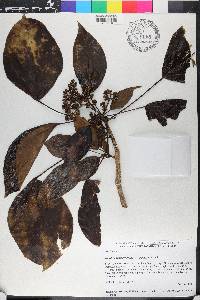 Dendropanax arboreus image