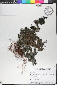 Pilea setigera image