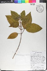 Miconia hispaniolica image