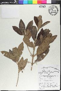 Rondeletia carnea image