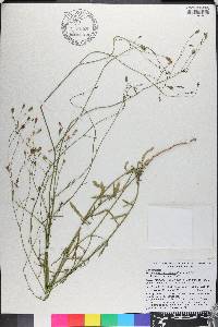 Wahlenbergia marginata image