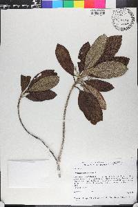 Rondeletia barahonensis image