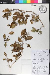 Miconia lima image