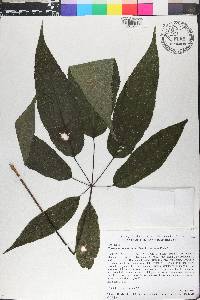 Schefflera morototoni image