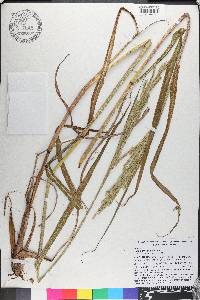 Paspalum urvillei image
