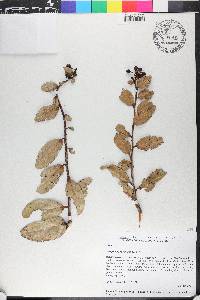 Symphysia racemosa image