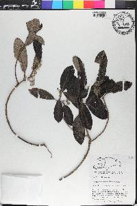 Rondeletia carnea image