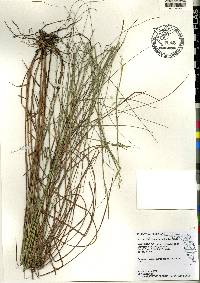 Schizachyrium rhizomatum image