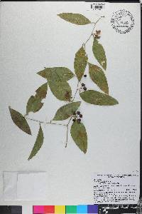 Smilax smallii image