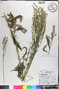 Solidago leavenworthii image