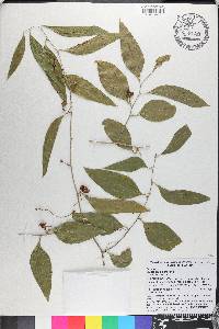 Smilax smallii image