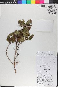 Miconia hirticaulis image