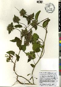 Jacquemontia tamnifolia image