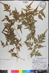 Lygodium japonicum image