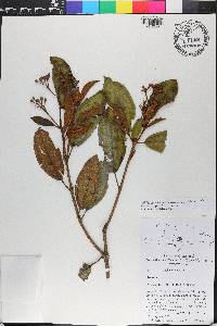 Miconia ferruginea image