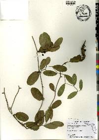 Smilax havanensis image