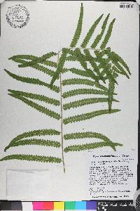 Ctenitis submarginalis image