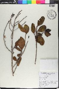 Symplocos domingensis image
