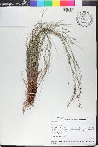 Scleria lithosperma image