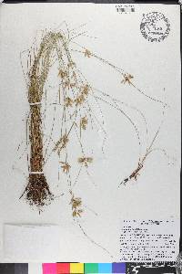 Cyperus lanceolatus image