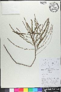 Phyllanthus buchii image