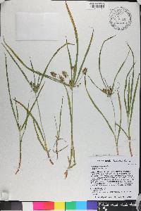 Cyperus hyalinus image