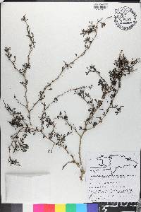 Zanthoxylum spinifex image