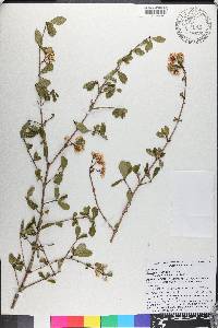 Viburnum obovatum image