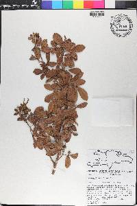 Thouinia tomentosa image