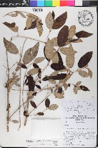 Miconia calycopteris image