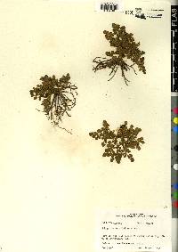 Botrychium lunarioides image