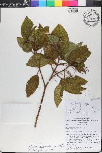 Miconia hispaniolica image