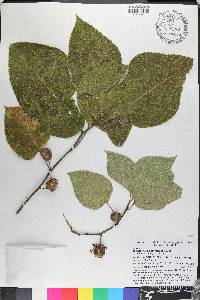 Broussonetia papyrifera image