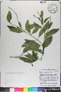 Heliotropium angiospermum image