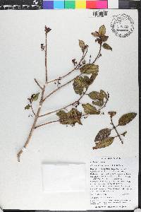 Miconia hirticaulis image