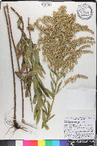 Solidago leavenworthii image