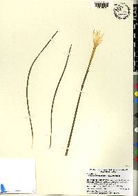 Zephyranthes traubii image