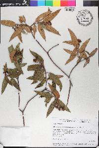 Miconia angustilamina image