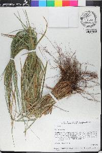 Carex hamata image