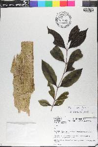 Mouriri arborea image