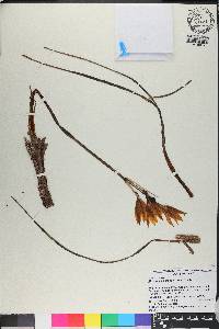 Rhodophiala ananuca image
