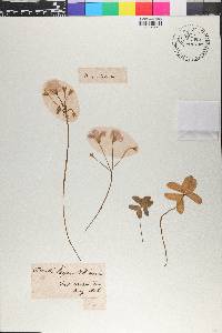 Oxalis latifolia image