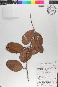 Coccoloba costata image