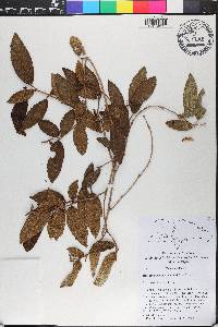 Miconia inaequipetiolata image