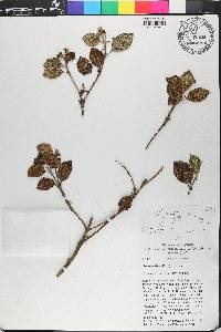 Miconia lima image