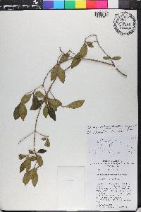 Miconia vulcanidomatia image