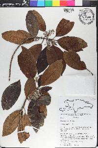 Rondeletia christii image