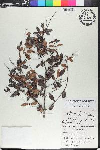 Suberanthus hincheanus image