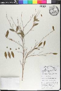 Coeloneurum ferrugineum image